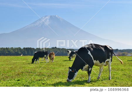 富士山と牛　静岡 108996368