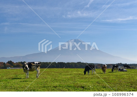 富士山と牛 静岡 富士山と牛 静岡 108996374