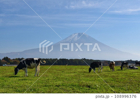 富士山と牛 静岡 富士山と牛 静岡 108996376