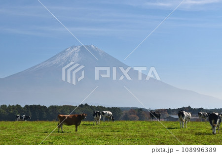 富士山と牛 静岡 富士山と牛 静岡 108996389
