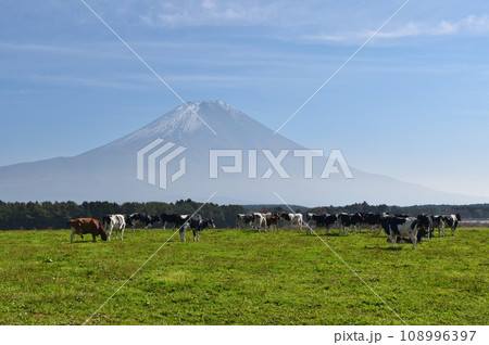 富士山と牛 静岡 富士山と牛 静岡 108996397