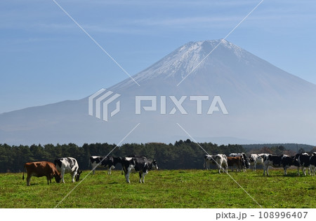 富士山と牛　静岡 108996407