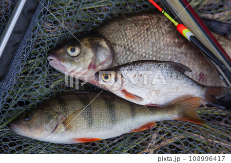 Assort kinds of fish -  freshwater common bream, common perch or European perch, white bream or silver bream with float rod on black fishing net.. 108996417