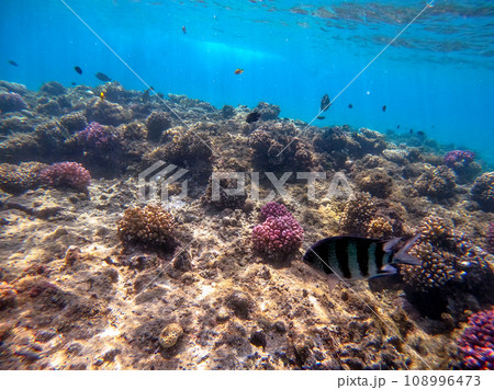 Underwater life of reef with corals and tropical fish. Coral Reef at the Red Sea, Egypt. 108996473