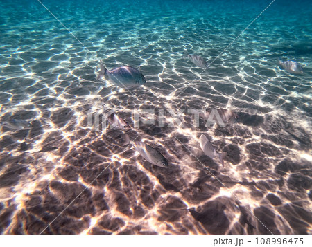 Shoal of Sargos or White Seabream swimming at the coral reef in the Red Sea, Egypt.. Shoal of Sargos or White Seabream swimming at the coral reef in the Red Sea, Egypt.. 108996475