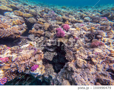 Underwater life of reef with corals and tropical fish. Coral Reef at the Red Sea, Egypt. Underwater life of reef with corals and tropical fish. Coral Reef at the Red Sea, Egypt. 108996479