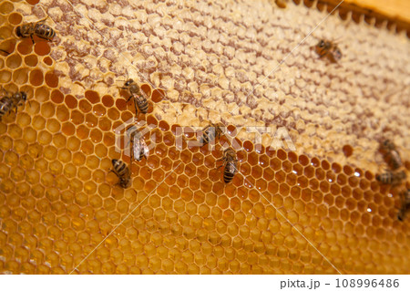 Working bees on the yellow honeycomb with sweet honey.. 108996486