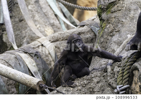 ニシゴリラの赤ちゃん 108996533