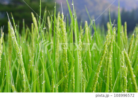 稲穂イメージ 108996572