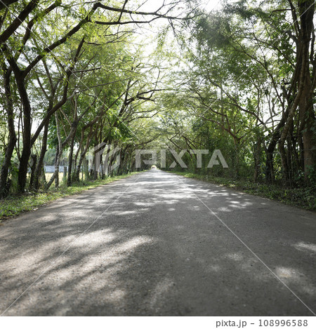 Road in the tree tunnel Road in the tree tunnel 108996588