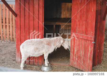 Lovely couple of two goats standing in wooden shelter. funny cozy sweet lovely tender goats, one leaning on the other, outdoor wildlife portrait of couple, symbolic love tenderness trust support. Lovely couple of two goats standing in wooden shelter. funny cozy sweet lovely tender goats, one leaning on the other, outdoor wildlife portrait of couple, symbolic love tenderness trust support. 108997108