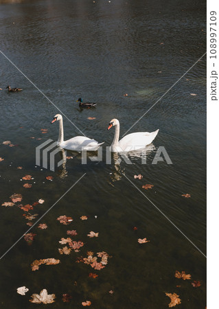 A pair of beautiful white swans on the water. Two graceful white swans swim in the dark water lake 108997109