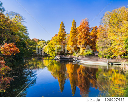 吉祥寺　秋の井の頭公園 108997455