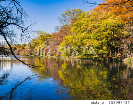吉祥寺　秋の井の頭公園 108997457