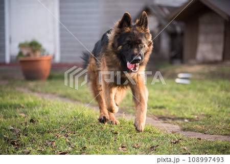 German shepherd dog playing in nature. Happy german shepherd running and jumping German shepherd dog playing in nature. Happy german shepherd running and jumping 108997493