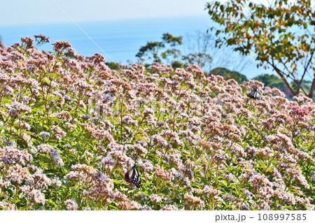 フジバカマの蜜を吸うアサギマダラ　静岡 108997585