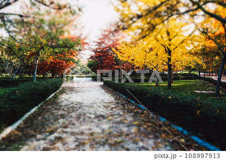 A straight path in a fall park with colorful yellow, red, green deciduous trees. Ginkgo trees in the fall season. Tilt shift selective focus nature wallpaper. October, November park, parkland, garden. 108997913