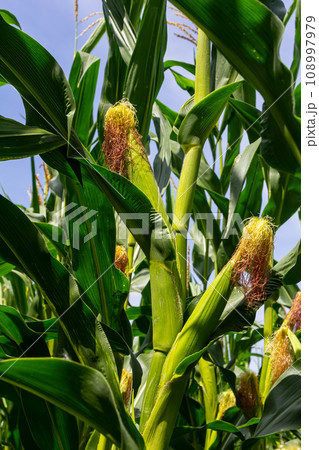 corn cob on a field in summer corn cob on a field in summer 108997979