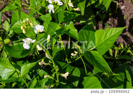 Plants of the kidney bean with flowers and young ripening pods on a plantation, view from the bottom Plants of the kidney bean with flowers and young ripening pods on a plantation, view from the bottom 108998002