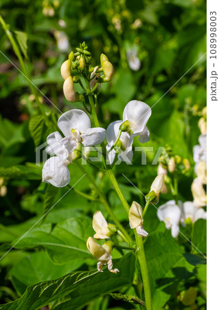 Beautiful flowers of Runner Bean Plant Phaseolus coccineus growing in the garden Beautiful flowers of Runner Bean Plant Phaseolus coccineus growing in the garden 108998003