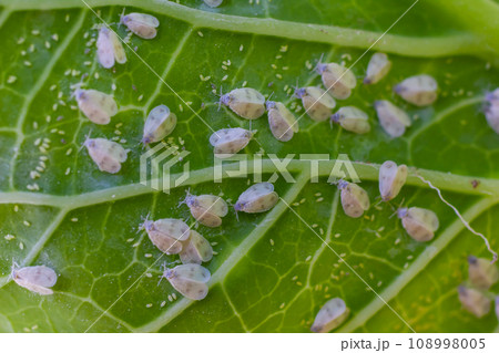 Underside of plants leaves with pest Cabbage Whitefly Aleyrodes proletella adults and larvae on the Underside of plants leaves with pest Cabbage Whitefly Aleyrodes proletella adults and larvae on the 108998005
