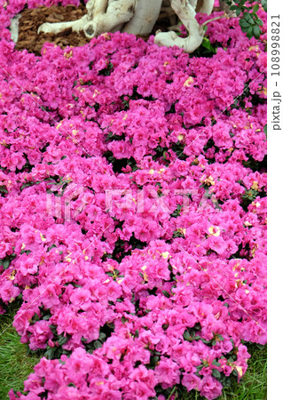 Flowers in the garden Flowers in the garden 108998821