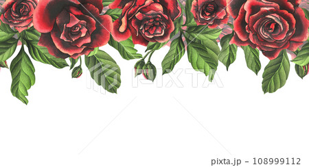 Red-black rose flowers with green leaves and buds, chic, bright, beautiful. Hand drawn watercolor illustration. Seamless border a white background, for decoration and design 108999112