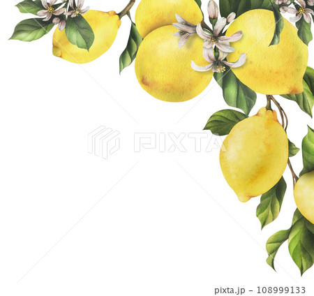 Lemons are yellow, juicy, ripe with green leaves, flower buds on the branches, whole and slices. Watercolor, hand drawn botanical illustration. Frame, template on a white background. Lemons are yellow, juicy, ripe with green leaves, flower buds on the branches, whole and slices. Watercolor, hand drawn botanical illustration. Frame, template on a white background. 108999133