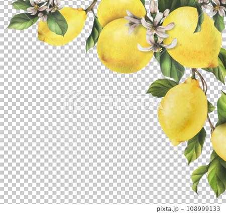 Lemons are yellow, juicy, ripe with green leaves, flower buds on the branches, whole and slices. Watercolor, hand drawn botanical illustration. Frame, template on a white background. Lemons are yellow, juicy, ripe with green leaves, flower buds on the branches, whole and slices. Watercolor, hand drawn botanical illustration. Frame, template on a white background. 108999133