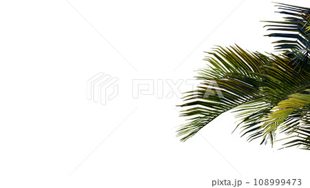 coconut leave nature transparent cut out forest isolated background 3d render. 108999473