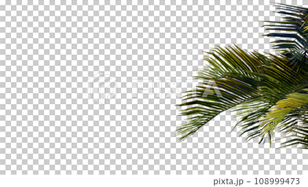 coconut leave nature transparent cut out forest isolated background 3d render. 108999473