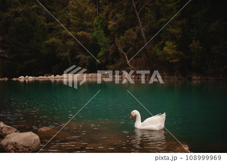 White beautiful one geese on a lake in Turkey, travel, nature background. 108999969