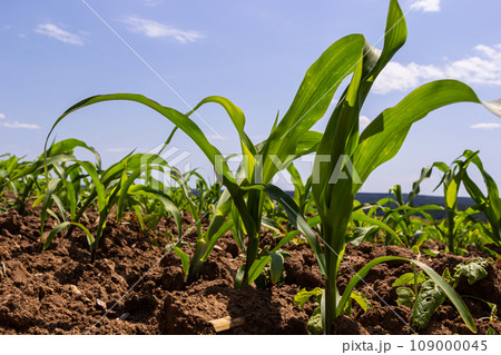 Young corn plants growing on the field on a sunny day. Selective focus Young corn plants growing on the field on a sunny day. Selective focus 109000045