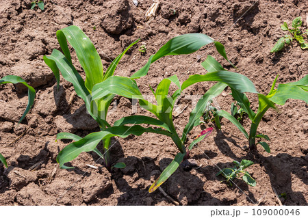 Young corn plants growing on the field on a sunny day. Selective focus 109000046