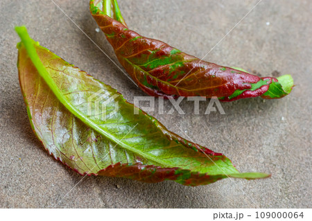 Peach leaf curl. Fungal disease of peaches tree. Taphrina deformans. Peach tree fungus disease. Selective focus. Topic - diseases and pests of fruit trees, pest control. Square 109000064
