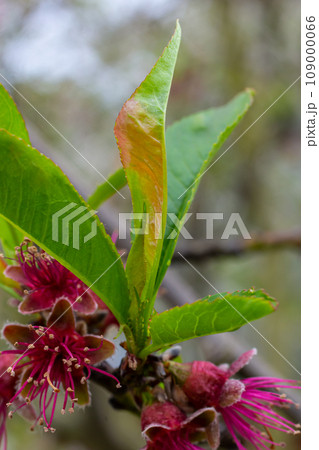 Peach leaf curl. Fungal disease of peaches tree. Taphrina deformans. Peach tree fungus disease. Selective focus. Topic - diseases and pests of fruit trees, pest control. Square Peach leaf curl. Fungal disease of peaches tree. Taphrina deformans. Peach tree fungus disease. Selective focus. Topic - diseases and pests of fruit trees, pest control. Square 109000066