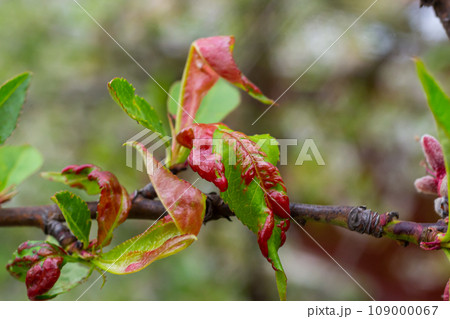 Peach leaf curl. Fungal disease of peaches tree. Taphrina deformans. Peach tree fungus disease. Selective focus. Topic - diseases and pests of fruit trees, pest control. Square Peach leaf curl. Fungal disease of peaches tree. Taphrina deformans. Peach tree fungus disease. Selective focus. Topic - diseases and pests of fruit trees, pest control. Square 109000067