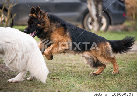 Long-haired German shepherd dogs playing with White Swiss Shepherd dog on the green grass 109000203