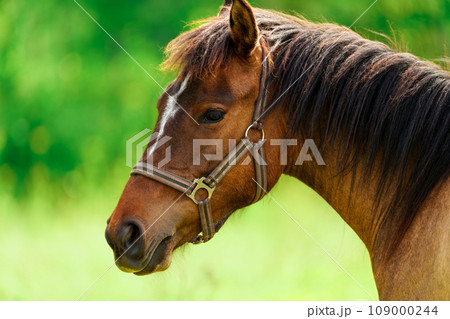 Majestic Thoroughbred Horse Close-up in Golden Summer Sunlight Majestic Thoroughbred Horse Close-up in Golden Summer Sunlight 109000244