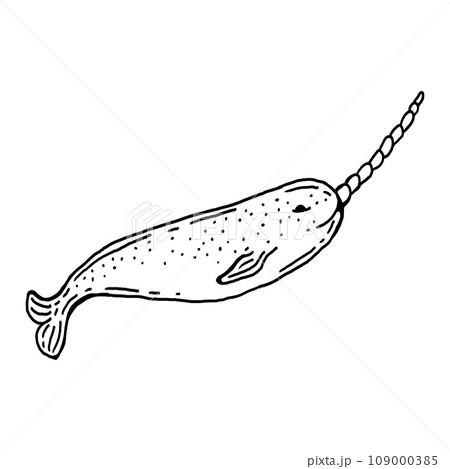 Hand drawn illustration of Narwhal Hand drawn illustration of Narwhal 109000385