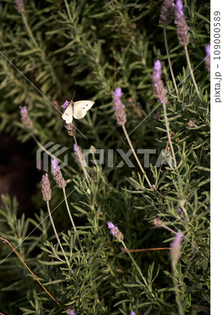 lilac lavender aromatic flowers close-up 109000589