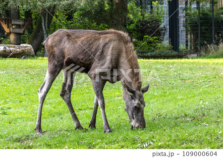European Moose, Alces alces, also known as the elk 109000604
