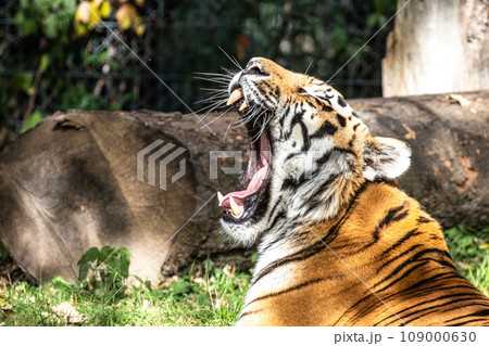 The Siberian tiger,Panthera tigris altaica in a park 109000630
