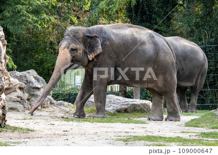 The Asian elephant, Elephas maximus also called Asiatic elephant 109000647