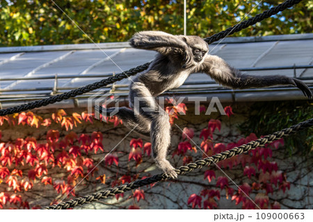 Silvery gibbon, Hylobates moloch in a German park Silvery gibbon, Hylobates moloch in a German park 109000663