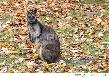 Swamp Wallaby, Wallabia bicolor, is one of the smaller kangaroos Swamp Wallaby, Wallabia bicolor, is one of the smaller kangaroos 109000671