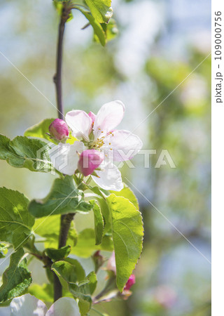 Spring season concept; Twig with apple blossom and young leaves on the blurred natural background Spring season concept; Twig with apple blossom and young leaves on the blurred natural background 109000756