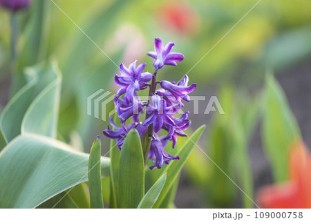 One purple blooming hyacinth or bluebell on the green natural background close up One purple blooming hyacinth or bluebell on the green natural background close up 109000758