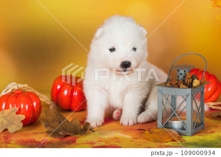 Samoyed white dog lies in the autumn leaves with pumpkin. Halloween 109000934