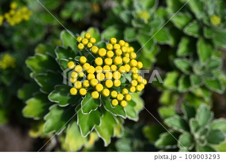 ツワブキ（石蕗）の花 109003293